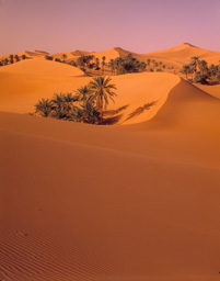 Desert