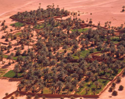 Oasis Palmeraie