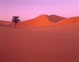 Sahara