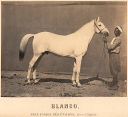 Photographie hippique par Adrien Tournachon - Présentation de Blanco 1° étalon arabe c1860 