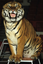 Tigre