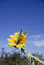 Mante religieuse sur un tournesol - Toute utilisation et droit réservés par © Photothèque Ducatez