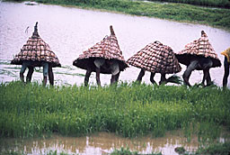 Inde repique du riz