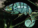 Caméléon à Madagascar